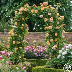 Heirloom Roses Crown Princess Margareta® Clearance