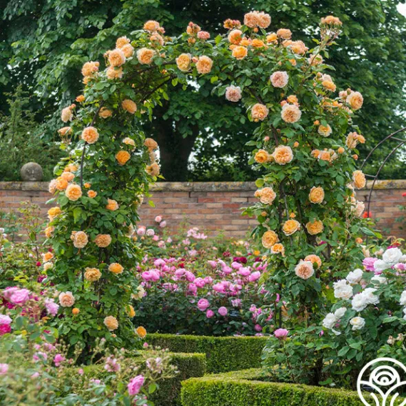 Heirloom Roses Crown Princess Margareta® Clearance