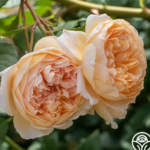 Heirloom Roses Crown Princess Margareta® Clearance