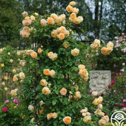 Heirloom Roses Crown Princess Margareta® Clearance