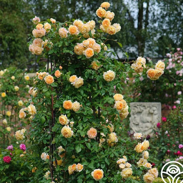 Heirloom Roses Crown Princess Margareta® Clearance