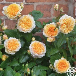 Heirloom Roses Crown Princess Margareta® Clearance
