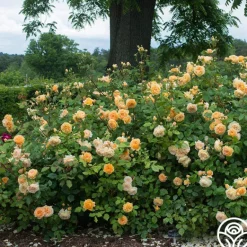 Heirloom Roses Crown Princess Margareta® Clearance