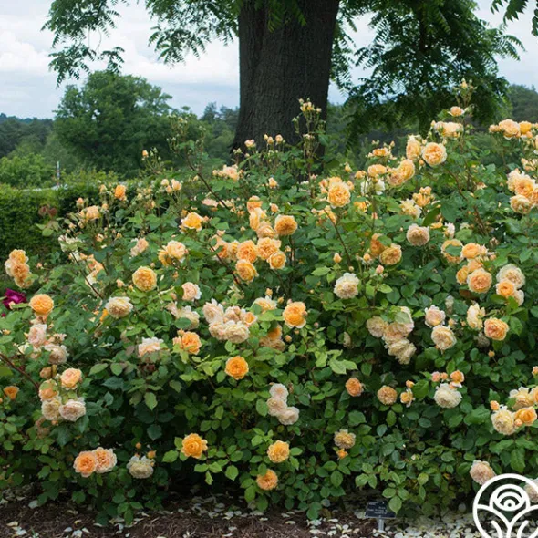 Heirloom Roses Crown Princess Margareta® Clearance