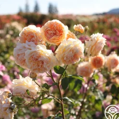 Heirloom Roses Crown Princess Margareta® Clearance