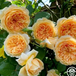 Heirloom Roses Crown Princess Margareta® Clearance