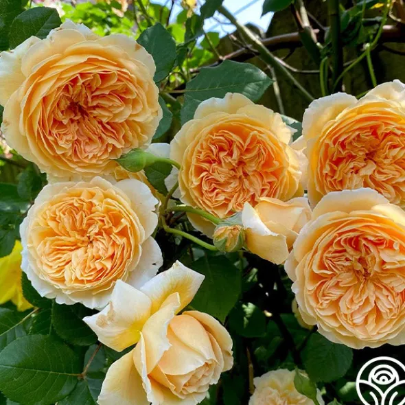 Heirloom Roses Crown Princess Margareta® Clearance