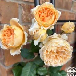 Heirloom Roses Crown Princess Margareta® Clearance