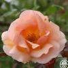 Heirloom Roses Crépuscule