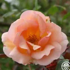 Heirloom Roses Crépuscule