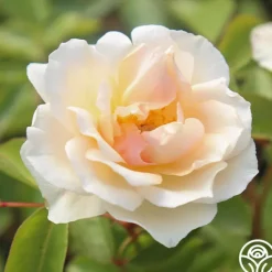 Heirloom Roses Crépuscule