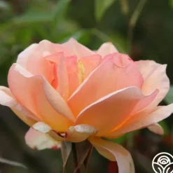 Heirloom Roses Crépuscule