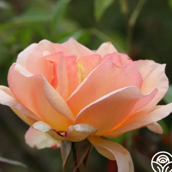 Heirloom Roses Crépuscule