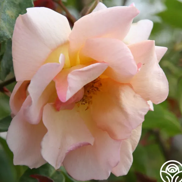Heirloom Roses Crépuscule