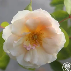 Heirloom Roses Crépuscule