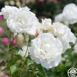 Heirloom Roses Crystalline™