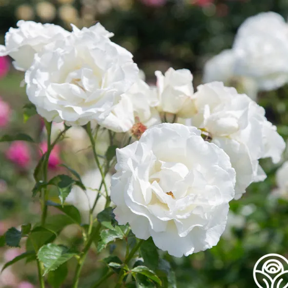 Heirloom Roses Crystalline™