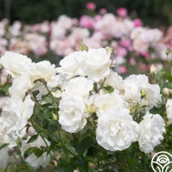 Heirloom Roses Crystalline™