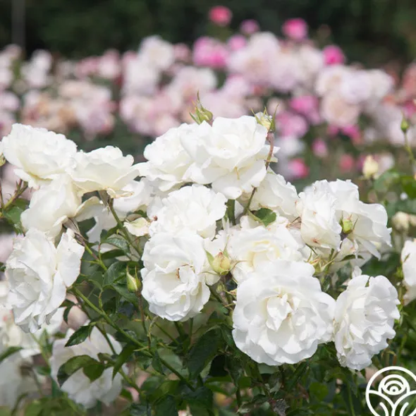 Heirloom Roses Crystalline™