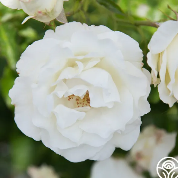 Heirloom Roses Crystalline™