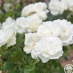 Heirloom Roses Crystalline™