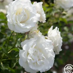 Heirloom Roses Crystalline™