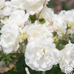 Heirloom Roses Crystalline™