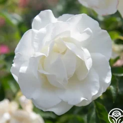 Heirloom Roses Crystalline™