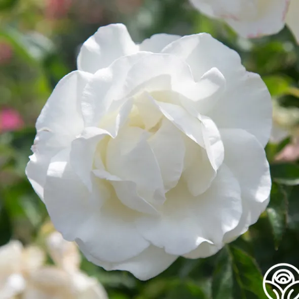 Heirloom Roses Crystalline™