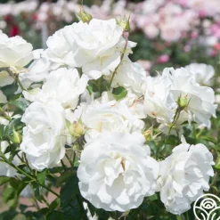 Heirloom Roses Crystalline™