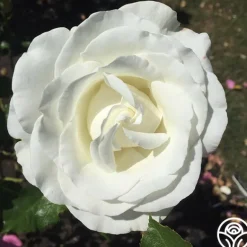 Heirloom Roses Crystalline™