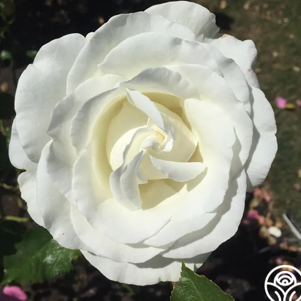 Heirloom Roses Crystalline™