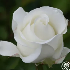 Heirloom Roses Crystalline™