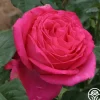 Heirloom Roses Cynthia Discount