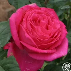 Heirloom Roses Cynthia Discount