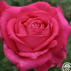 Heirloom Roses Cynthia Discount