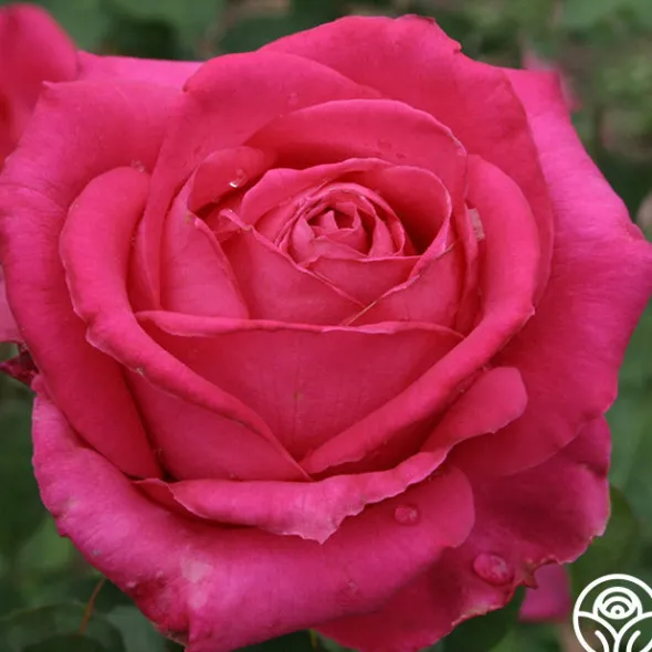 Heirloom Roses Cynthia Discount