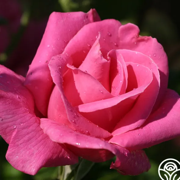 Heirloom Roses Cynthia Discount