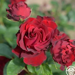 Heirloom Roses Dancing in the Dark™ Online