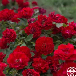 Heirloom Roses Dancing in the Dark™ Online