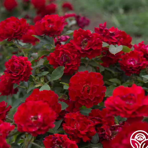 Heirloom Roses Dancing in the Dark™ Online