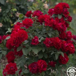 Heirloom Roses Dancing in the Dark™ Online