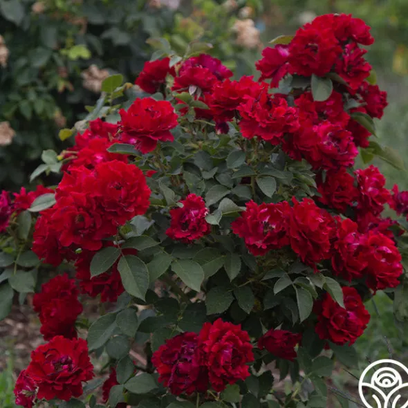 Heirloom Roses Dancing in the Dark™ Online