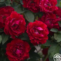 Heirloom Roses Dancing in the Dark™ Online