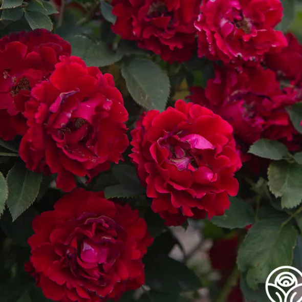Heirloom Roses Dancing in the Dark™ Online
