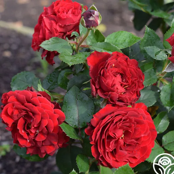 Heirloom Roses Dancing in the Dark™ Online