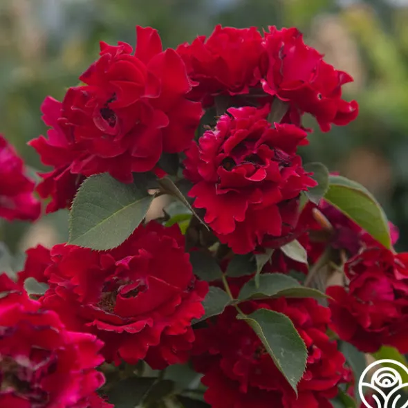 Heirloom Roses Dancing in the Dark™ Online