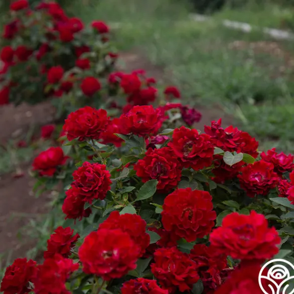 Heirloom Roses Dancing in the Dark™ Online