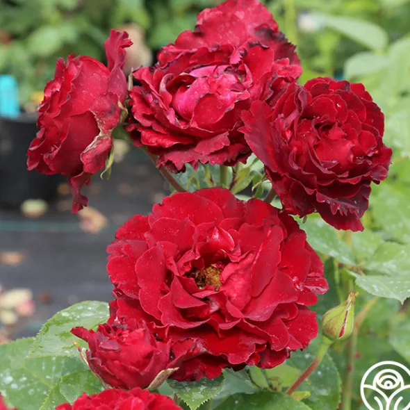 Heirloom Roses Dancing in the Dark™ Online