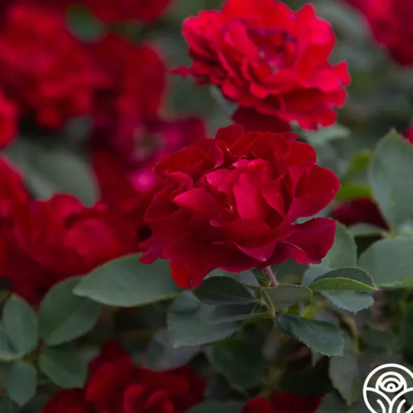 Heirloom Roses Dancing in the Dark™ Online